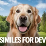 Best Similes for Devoted