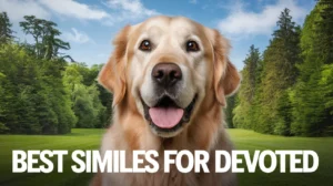 Best Similes for Devoted