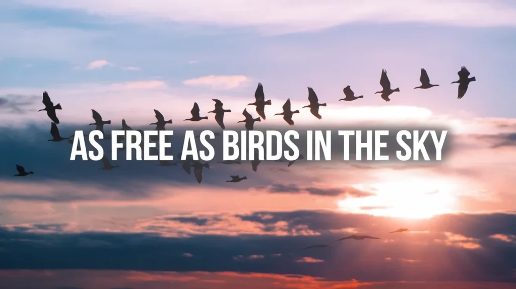 As Free as Birds in the Sky