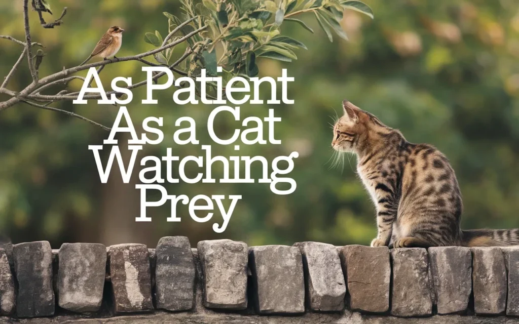 As Patient as a Cat Watching Prey